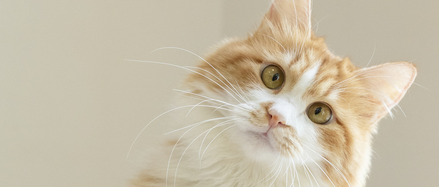 什么猫粮才是好猫粮,什么猫粮营养最好