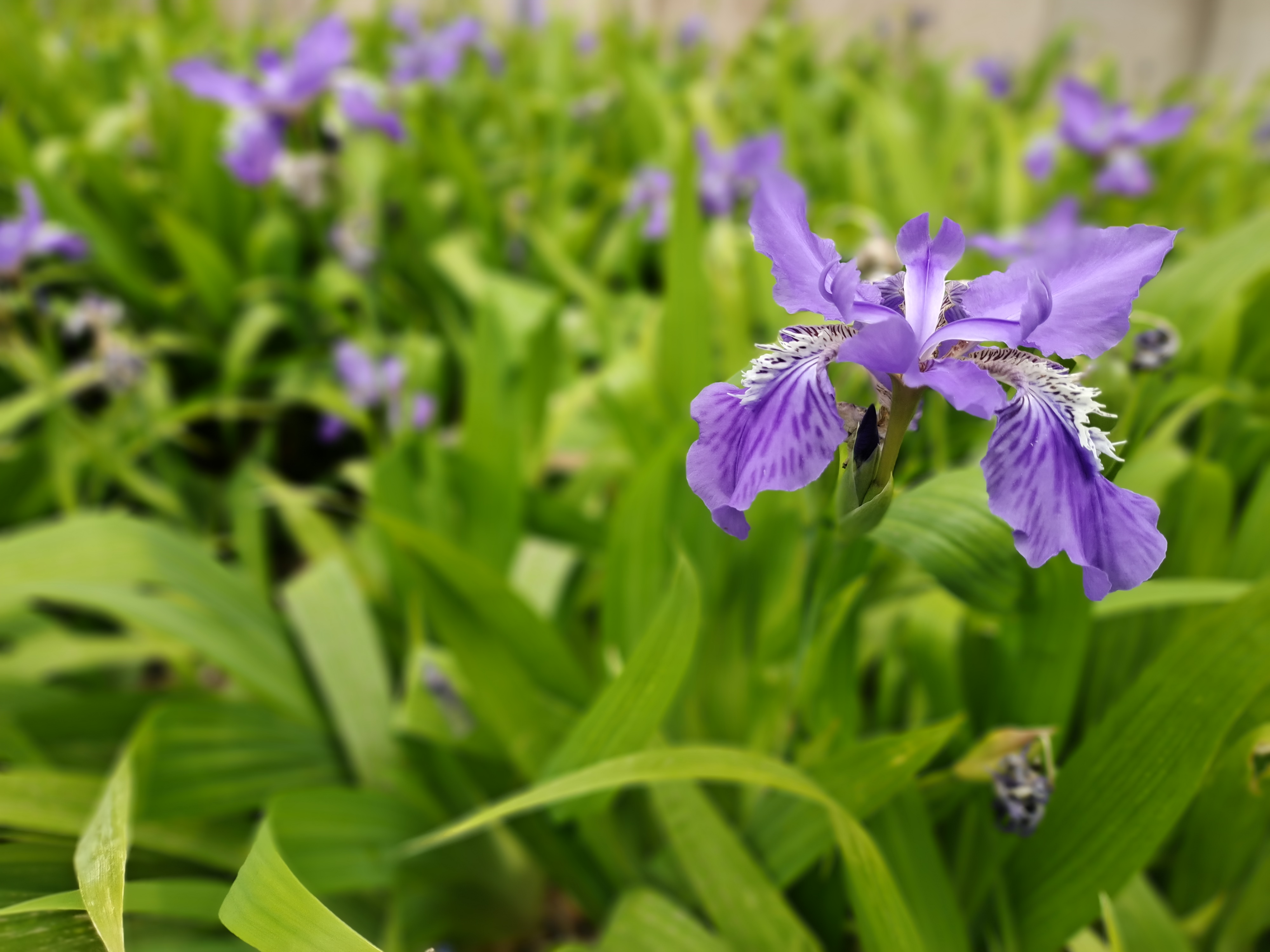 vivos6又曝亮点轻薄机身,vivos6性能提升