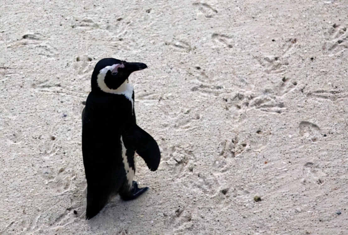 非洲也有企鹅?专家称非洲企鹅叫声像驴,将在14年后功能性灭绝