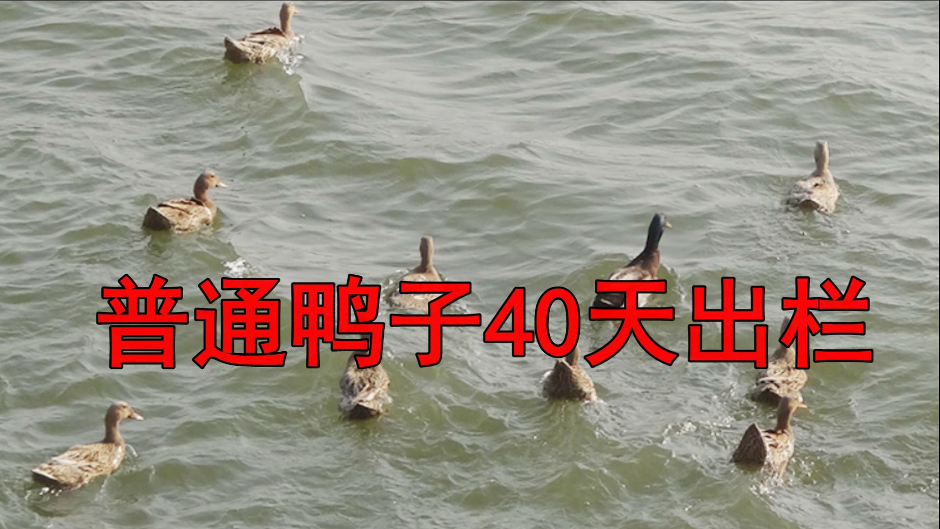 鸭子哪五个部位不能吃,鸭子有寄生虫吗