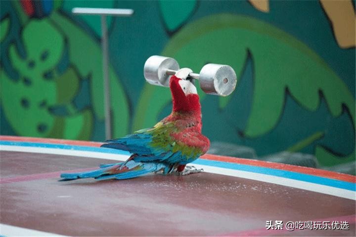 深圳观澜山水田园游,深圳观澜湖山水田园旅游文化园