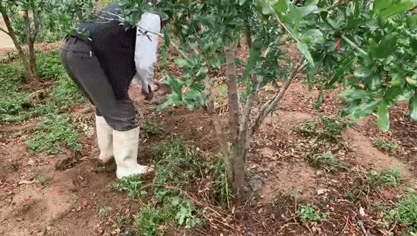 云南突尼斯软籽石榴爆汁不吐籽,甘甜爆汁突尼斯软籽石榴