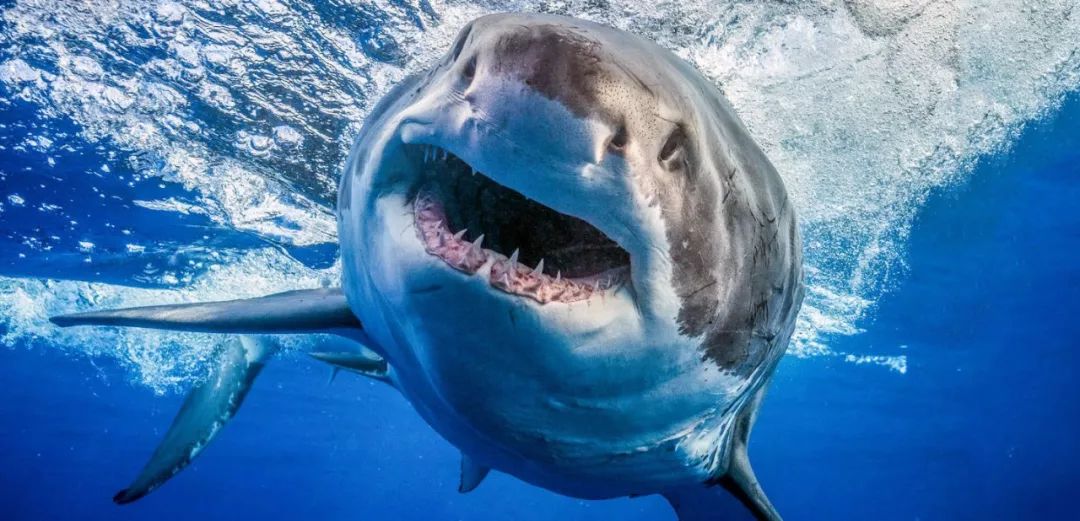 73岁老人被狼追杀,人类被鲨鱼猎杀的惊恐瞬间