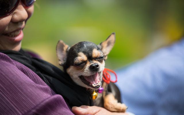 吉娃娃补钙哪个牌子好,铲屎官遇到危险狗狗的反应