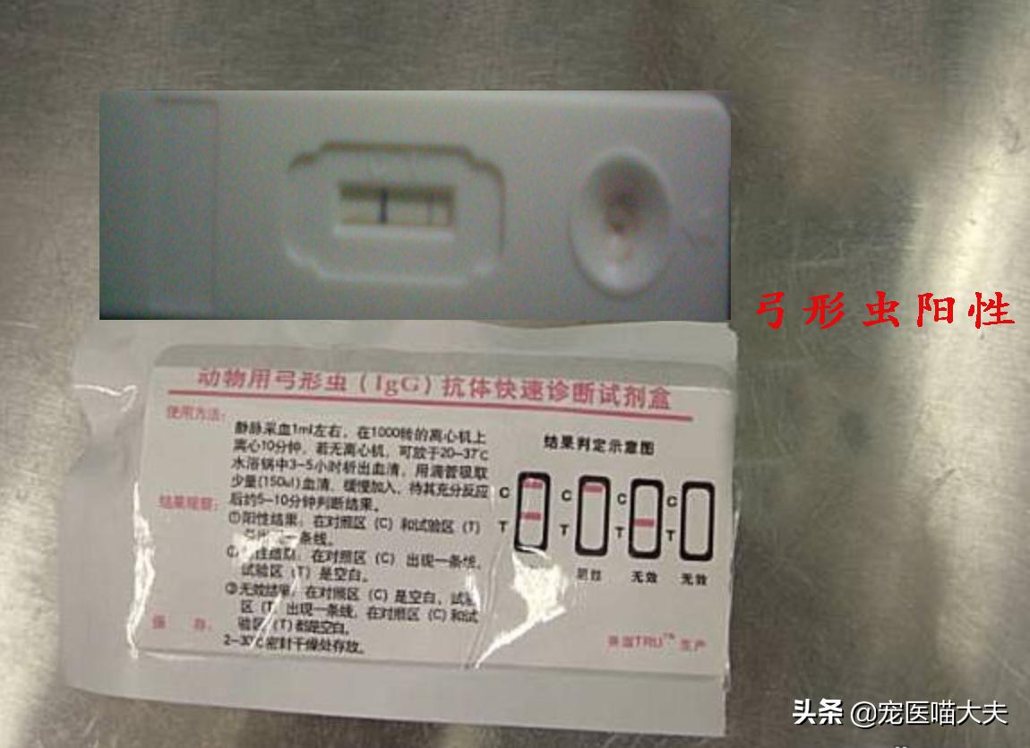 宠物医院怎么检查猫得了弓形虫,宠物弓形虫检测方法