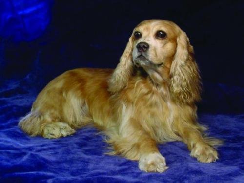 发财金点子项目,发财宠物用品