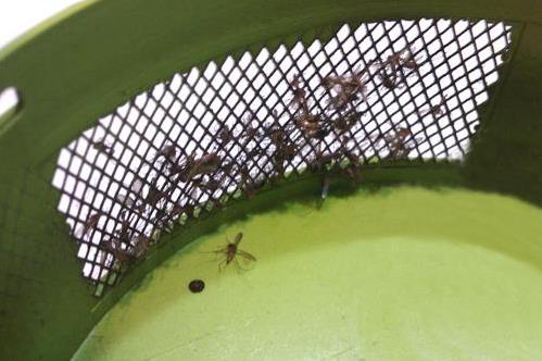 驱蚊香植物能驱蚊吗,驱蚊植物真的能驱蚊吗