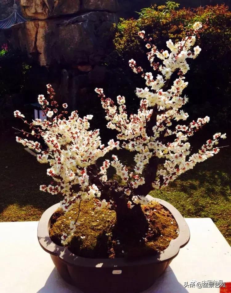 赏梅花十首最好的诗,最经典的梅花十绝