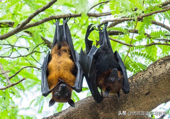 英语原版阅读：BlackBat