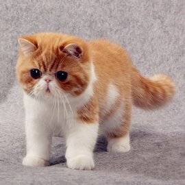 黄色背脖子白色的猫猫是啥种类,猫猫种类价格