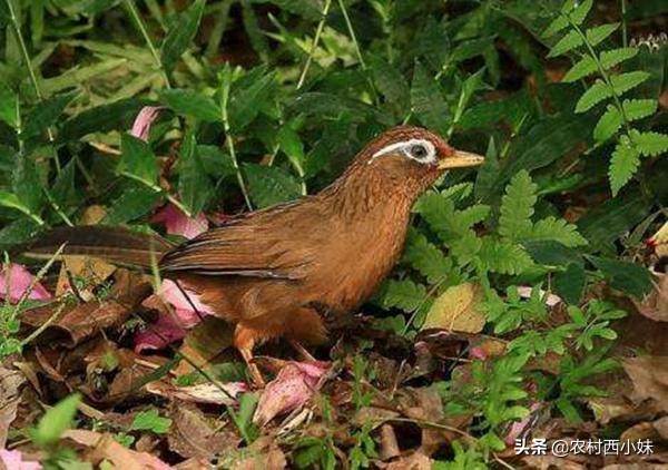 画眉鸟怎么吃才好吃,画眉鸟食配制