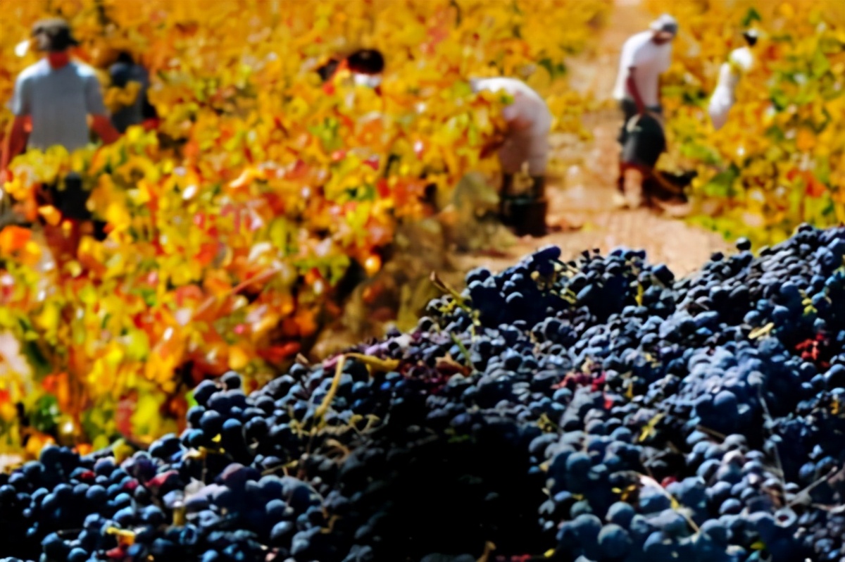 澳大利亚进口葡萄酒清关设置障碍,澳葡萄酒输华关税或启动快速审查