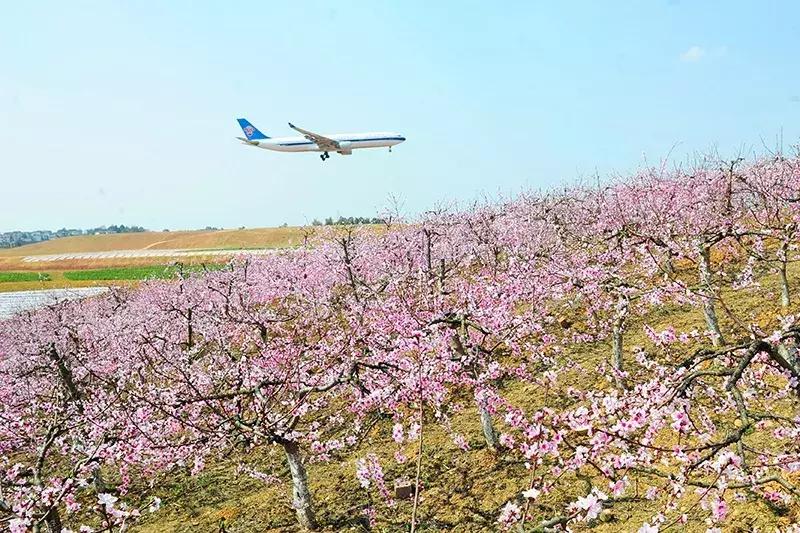 双流区城市森林公园,你生活的城市什么样