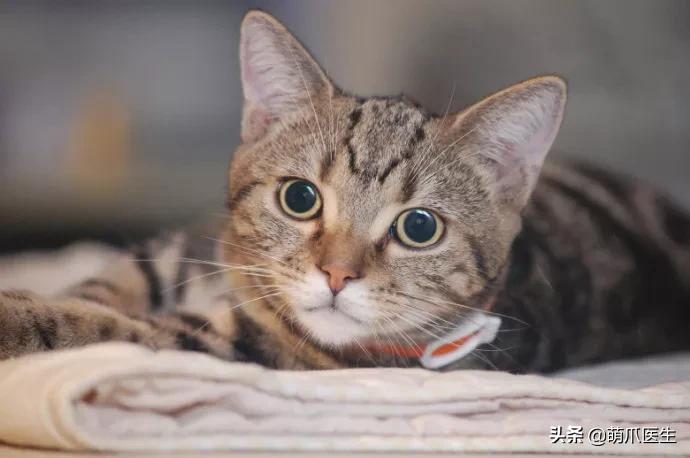 “你根本不爱猫，你就是馋它的身子！”