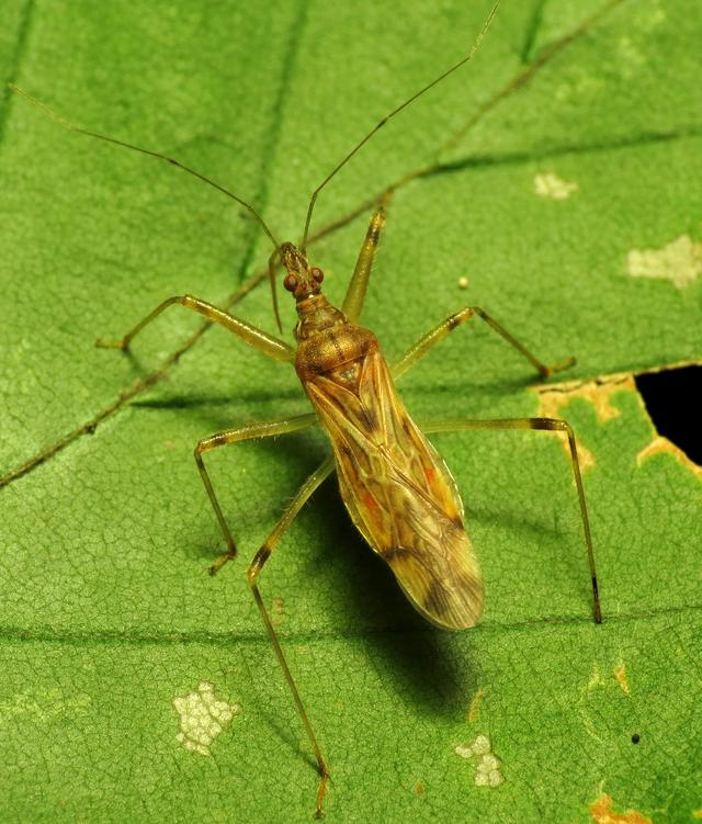瓢虫害虫和益虫的区别图,益虫害虫有哪些视频