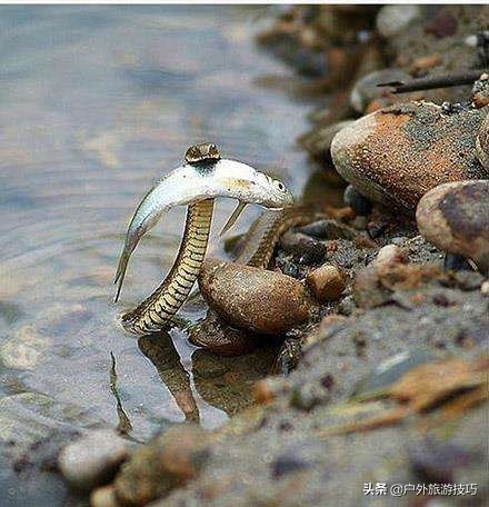 夜钓怎样防蛇进身边,夜钓防蛇最简单方法