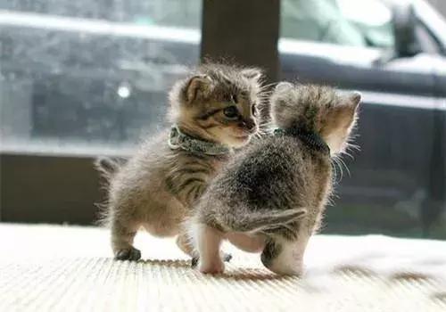 铲屎官都是怎么照顾幼猫大便的,30条新手养猫注意事项铲屎官必看