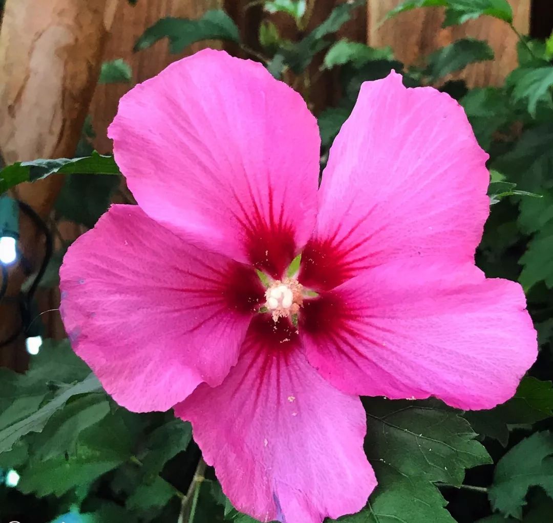 木槿花颜色有哪些,木槿花有哪些颜色