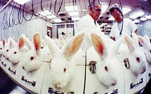 灭绝人性的三种动物实验,10种不怕死的动物