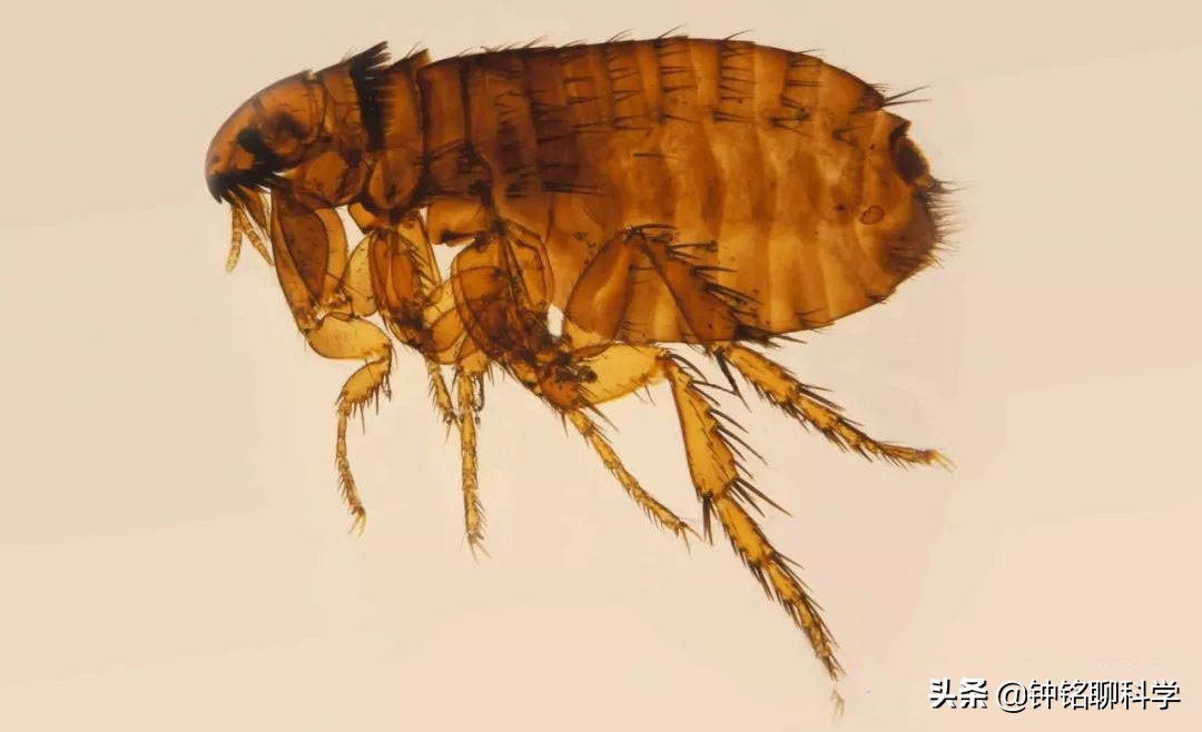 人类虱子的进化史,虱子与人类进化