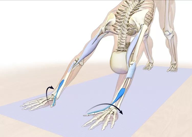 瑜伽下犬式正确教学视频,瑜伽下犬式的正确做法