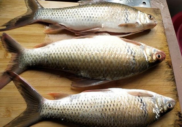 狂拉爆护钓鱼技巧,黑坑狂拉土鲮图片