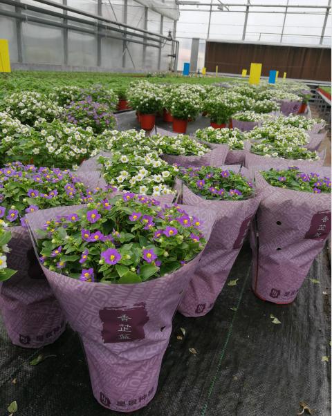 新发地疫情爆发一个月后,北京花市现在怎么样了?