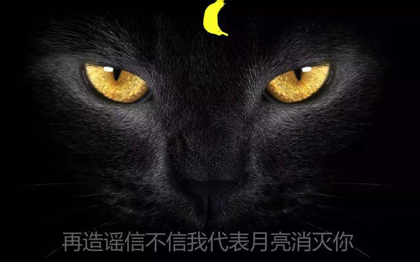 黑猫吉利吗,黑猫是吉利还是不祥