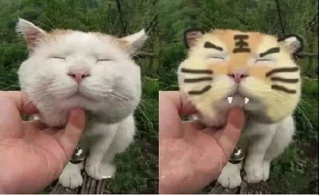 猫咪皮肤瘙痒症状,猫咪偶尔挠痒正常吗