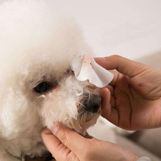 狗狗干眼症用什么清理眼屎,狗狗眼睛发红有眼屎的处理办法