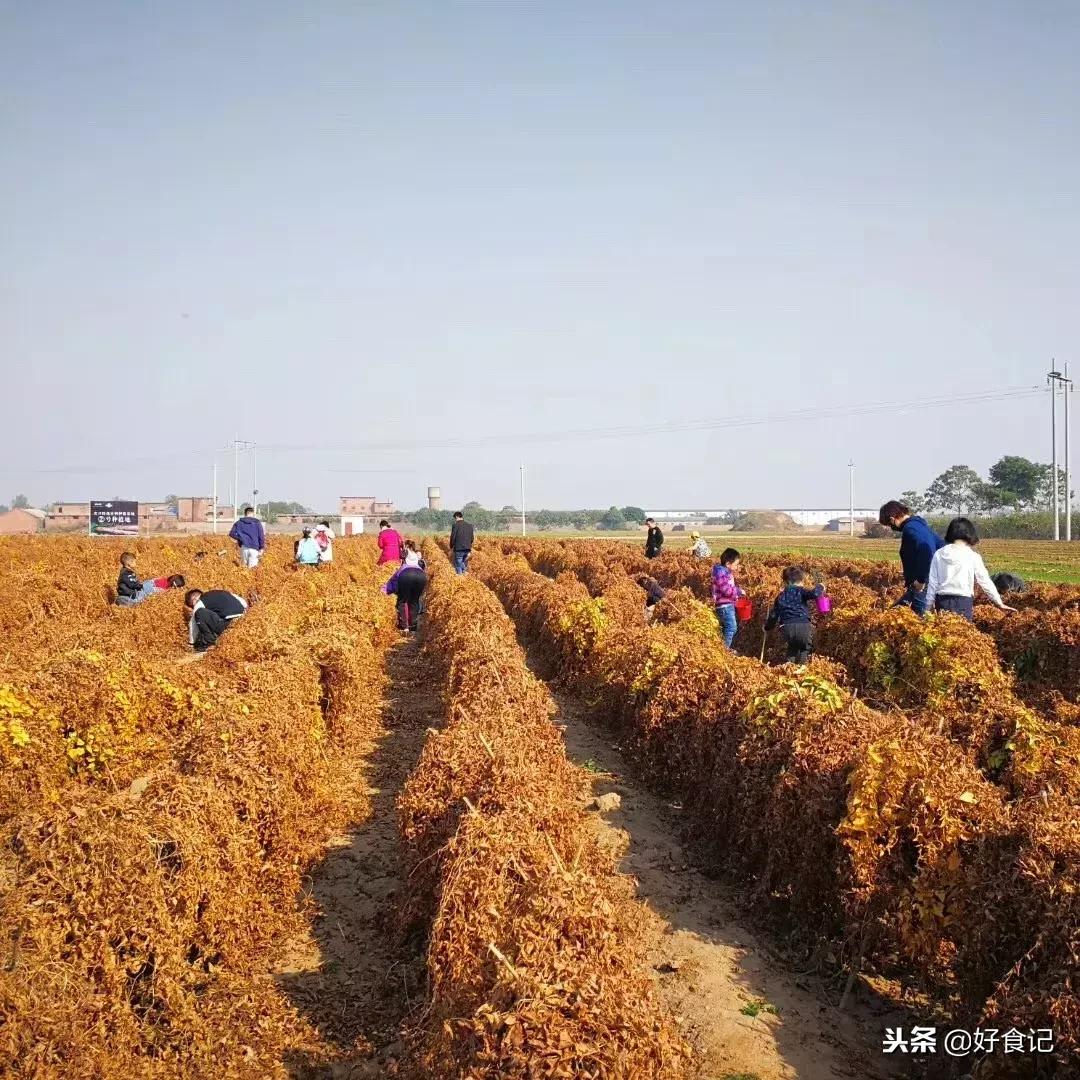 铁棍山药与普通山药哪种好吃,铁棍山药和小白嘴山药味道的区别