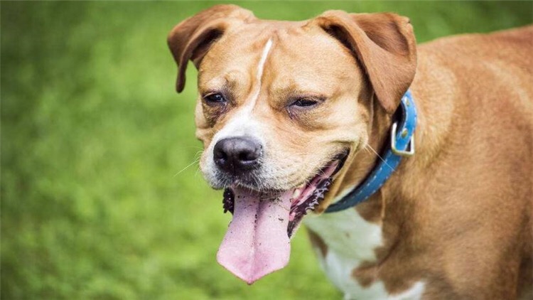 狗狗黑眼圈越来越严重什么原因,狗狗去眼袋方法