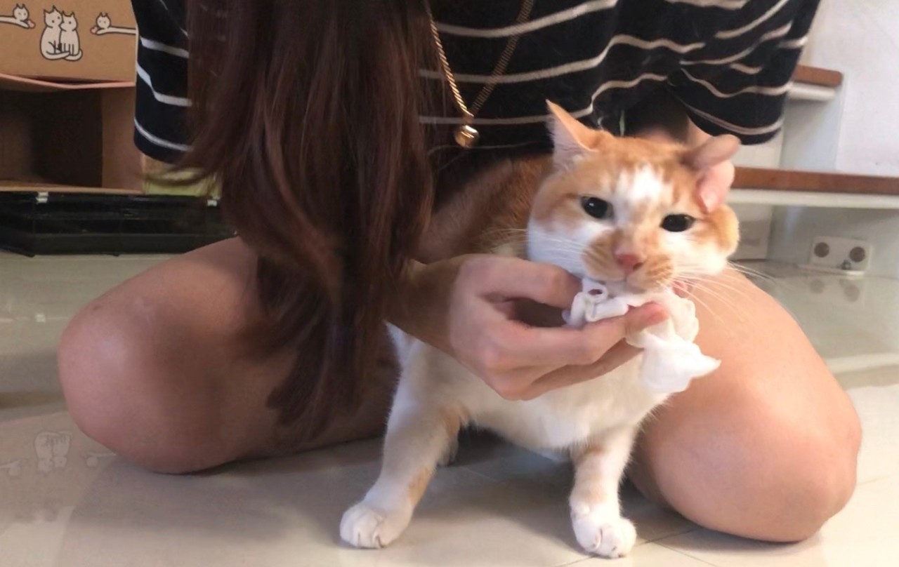 怎么给猫刷牙是正确的,给猫刷牙的正确方式