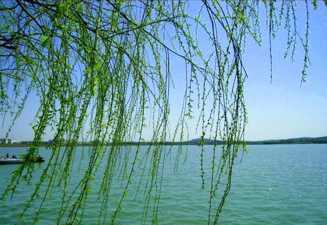 原创诗词—往事如风皆隐去心中幽梦雪莲香