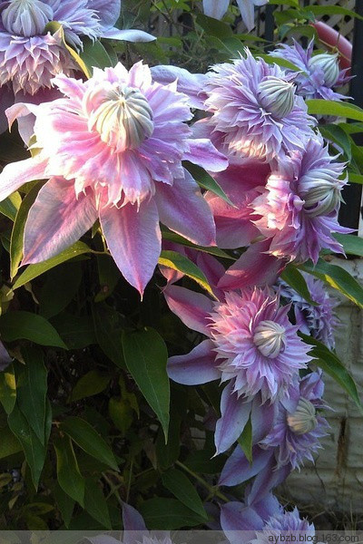 最好记的花名大全,很难得一见的花