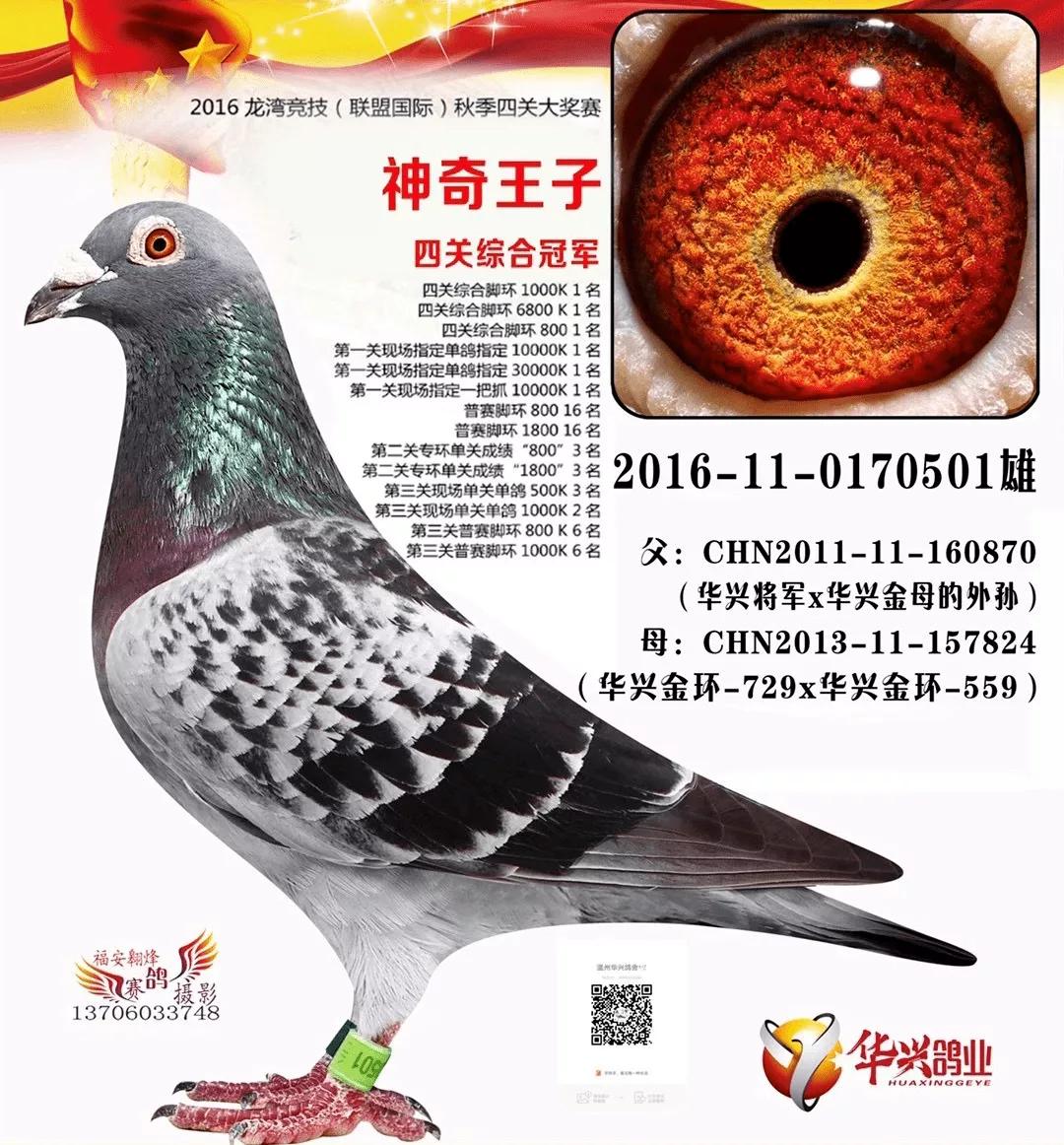 2019年最贵赛鸽成交价,赛鸽百万奖金