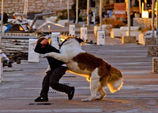 被狗追用什么办法挽救,被狗追的时候教你一招化解