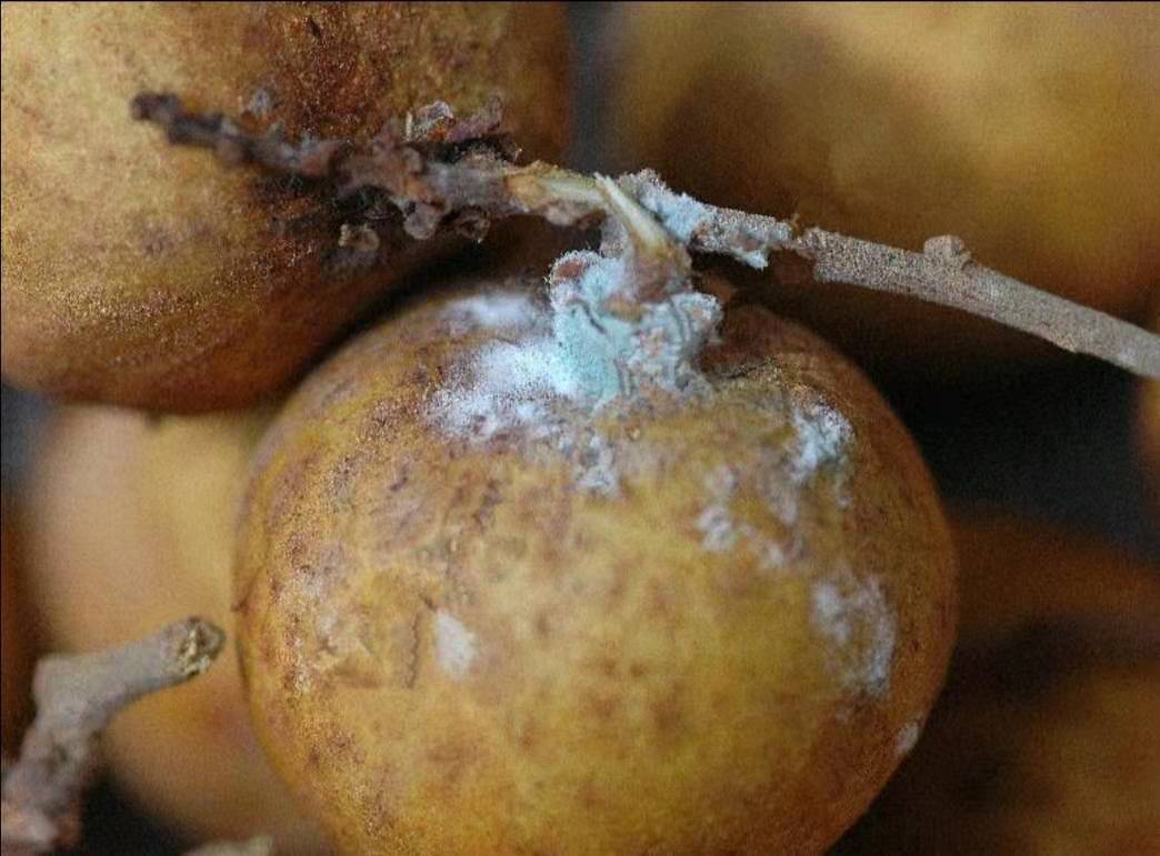 龙眼刚结果又发新芽,龙眼果蒂处发霉