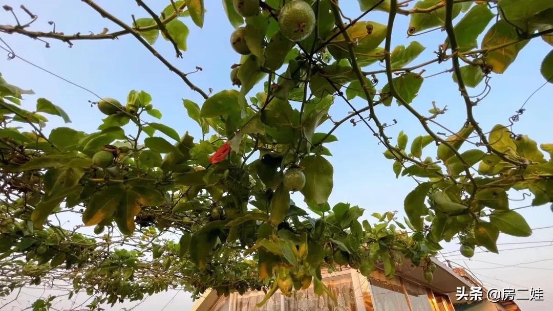 房二娃:MMP,这房子,我不卖了