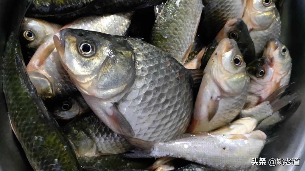 用蚯蚓钓了一辈子鱼，老人感叹：现在钓鱼技术太先进了，难怪禁钓