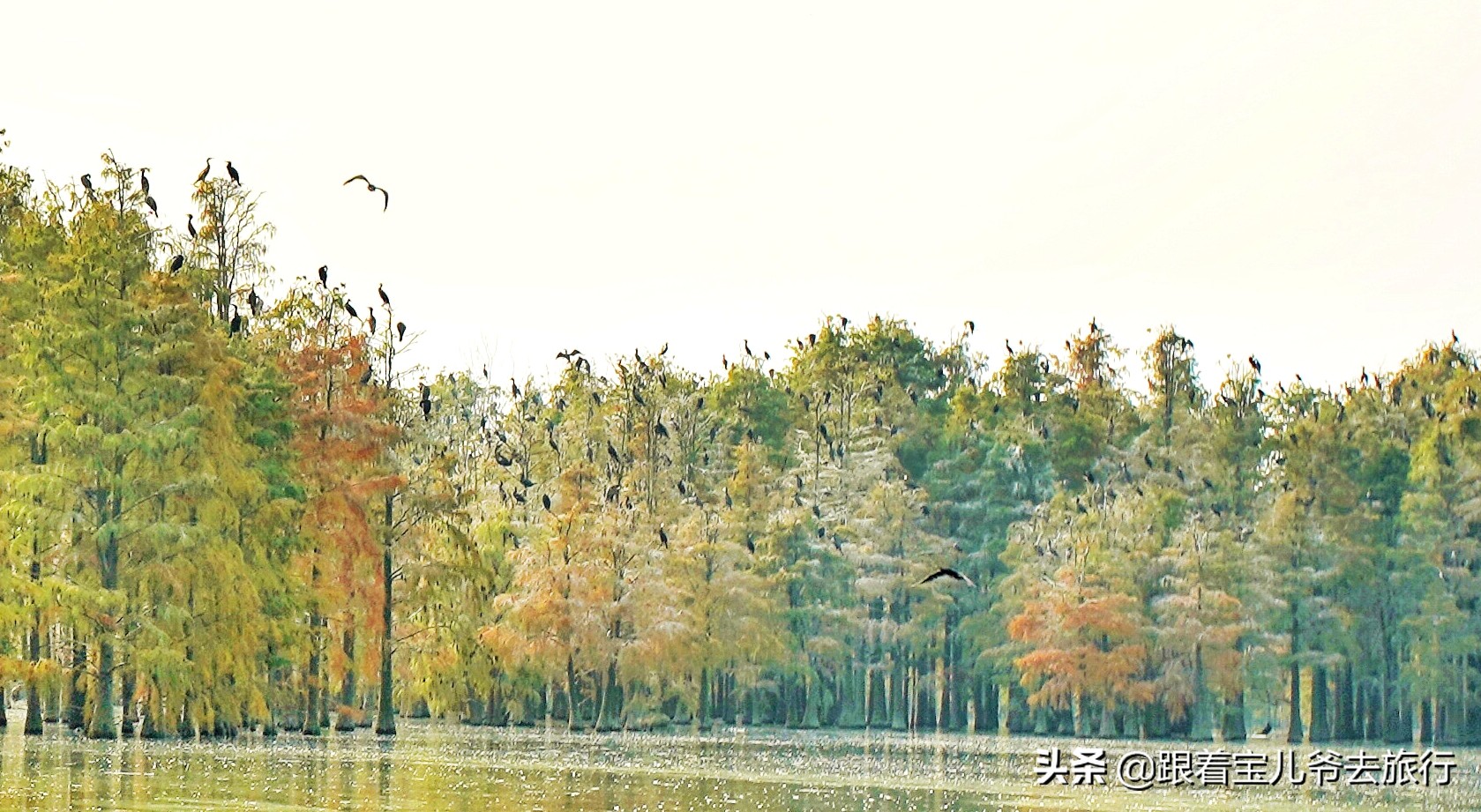 南京燕雀湖水杉林,南京秋天水杉林