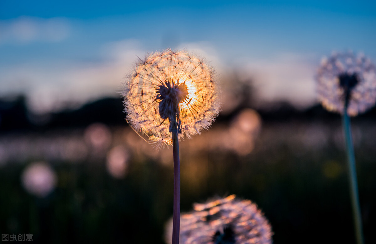 张爱玲情感语录全集,张爱玲最煽情的一句话男生版
