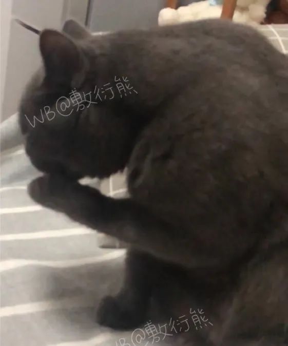 可怜的猫咪是怎么被整惨,这只猫被网友整成什么样了