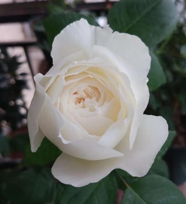 20种必买月季品种图片,网购月季有哪些品种好活