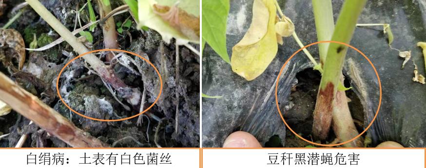 豆秆蝇用什么药防治,豆秆黑潜蝇最新消息