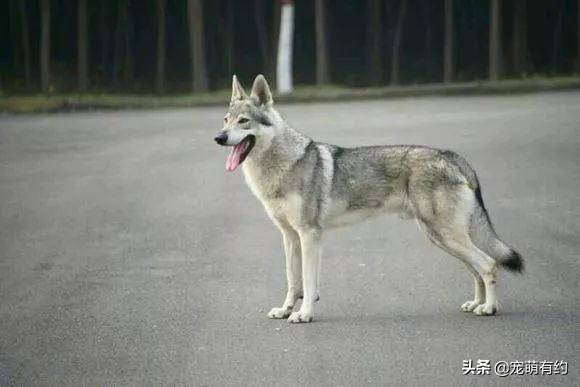捷克狼犬警用,捷克狼犬德牧昆明犬马犬哪个厉害