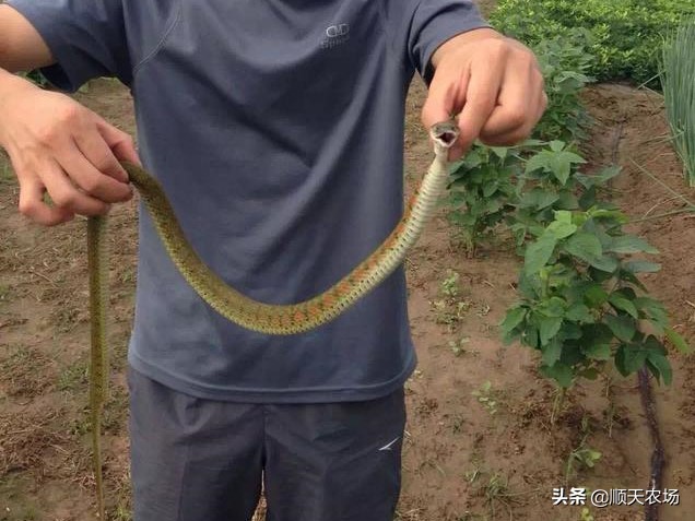 十种益虫和害虫,十大害虫和十大益虫图片