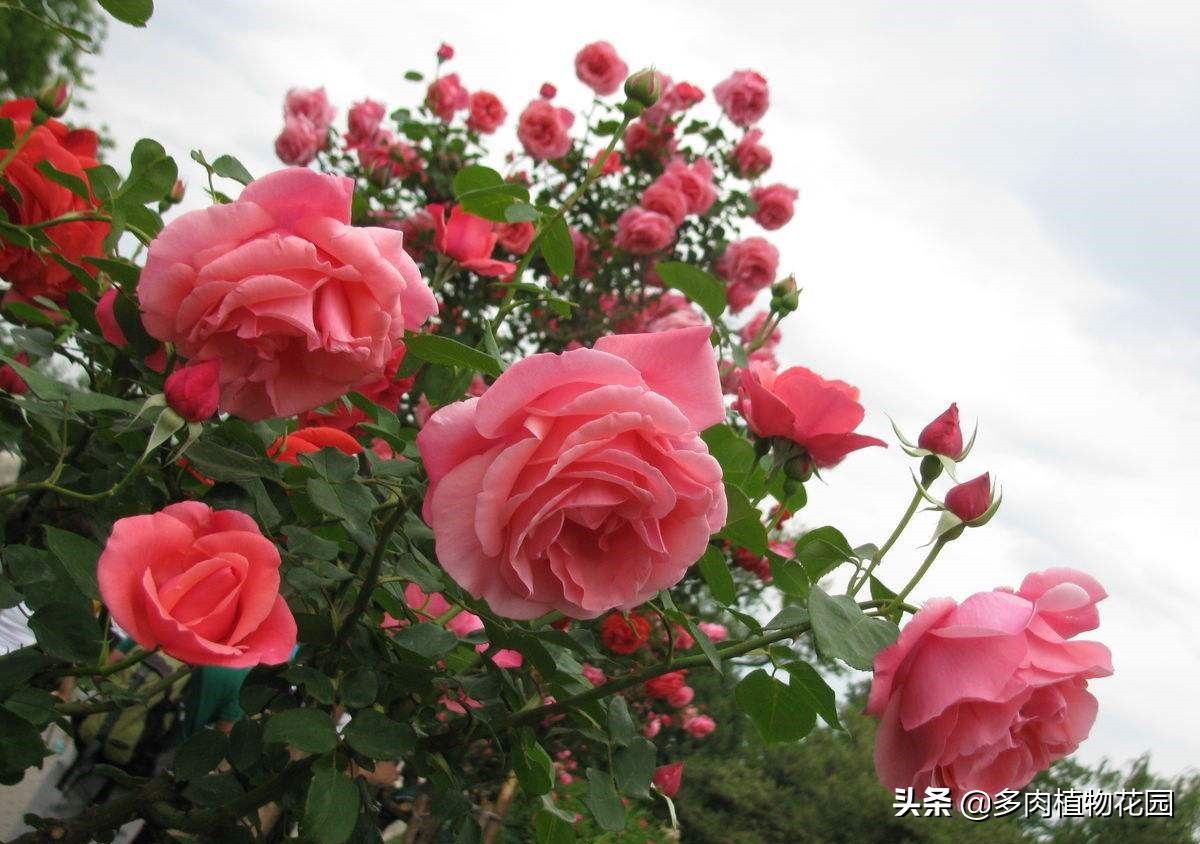 青州树型月季哪里有,青州种植月季花哪家好