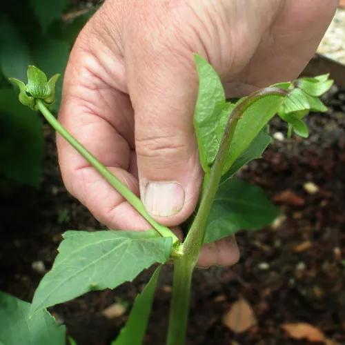 大丽花叶子发黄不开花,大丽花不开花施什么肥
