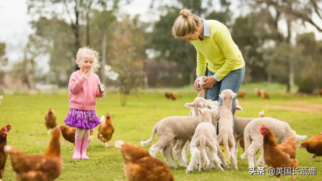 羊驼治愈案例,动物治愈焦虑